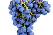 Winorośl Pinot Noir