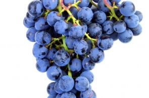 Winorośl Pinot Noir Winorośl Pinot Noir