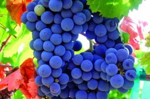 winogrono