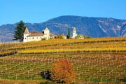 scenic view of alpine vineyard