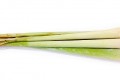 Lemon Grass