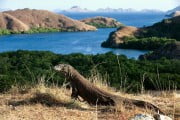 Największy widziany dotąd okaz warana z Komodo miał 365 cm długości Fot.dreamstime