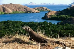 dreamstime Największy widziany dotąd okaz warana z Komodo miał 365 cm długości Fot.dreamstime