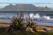 Cape Town, Południowa Afryka. Fot. istock.com