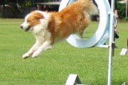 Bordercollie-ankc-agility Fot.Bcsr4ever
