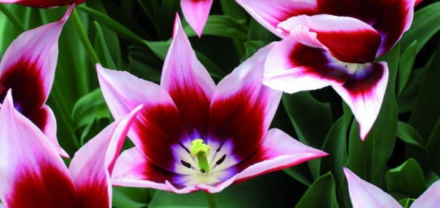 tulipany1