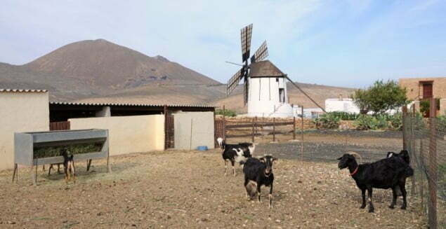 Goat farm with traditional windmill, Canary Island Fuerteventura