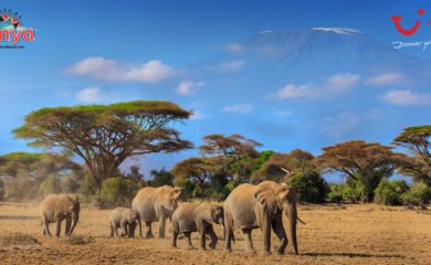 safari w Kenii