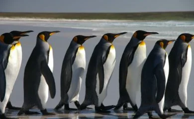 Pingwiny na Falklandach. Fot Ben Tubby, flickr.com, CC by2.0