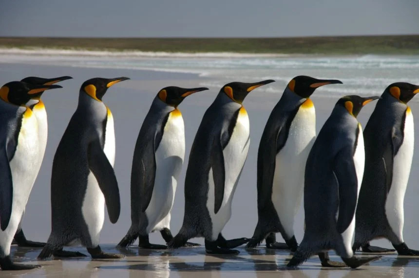 Pingwiny na Falklandach. Fot Ben Tubby, flickr.com, CC by2.0
